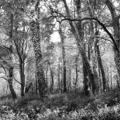 Black_white_landscape_photography_Danuta_Antas_1-5