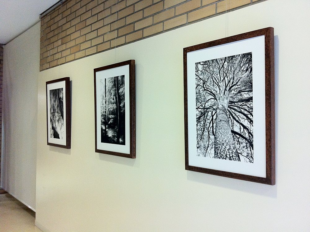 TheEnergyOfTreesExhibition_Portugal2011_9
