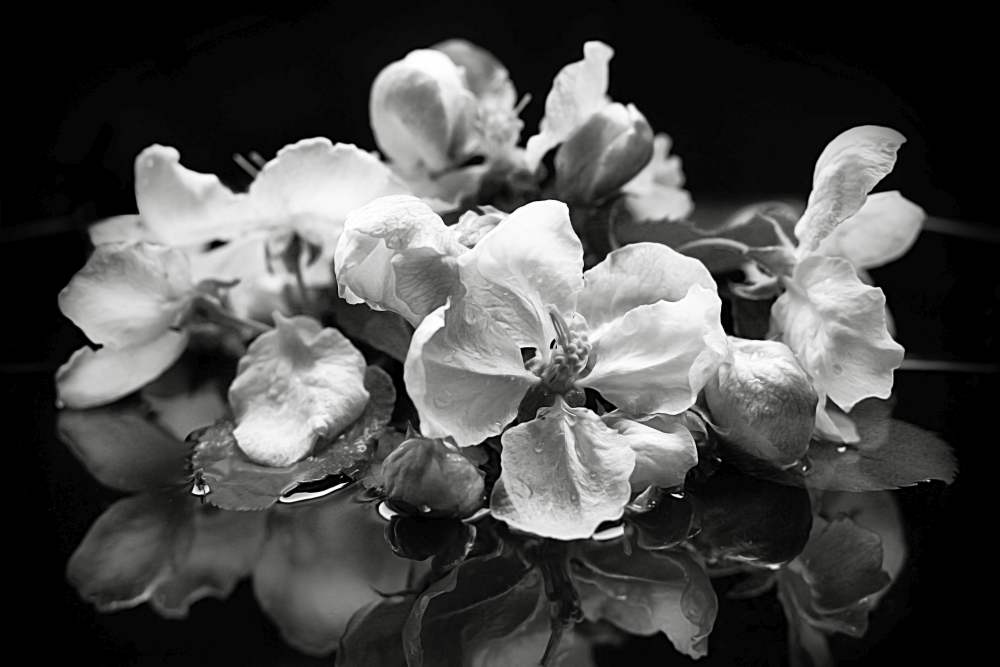 Apple-Blossom-Photography-Prints-1