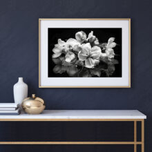 Orchids Trio Flower Photography prints