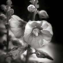 Hollyhock-flower_photography-prints-1