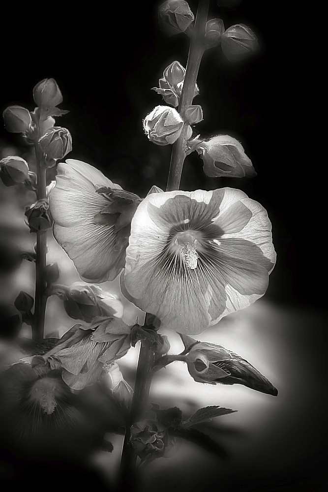 Hollyhock-flower_photography-prints-1