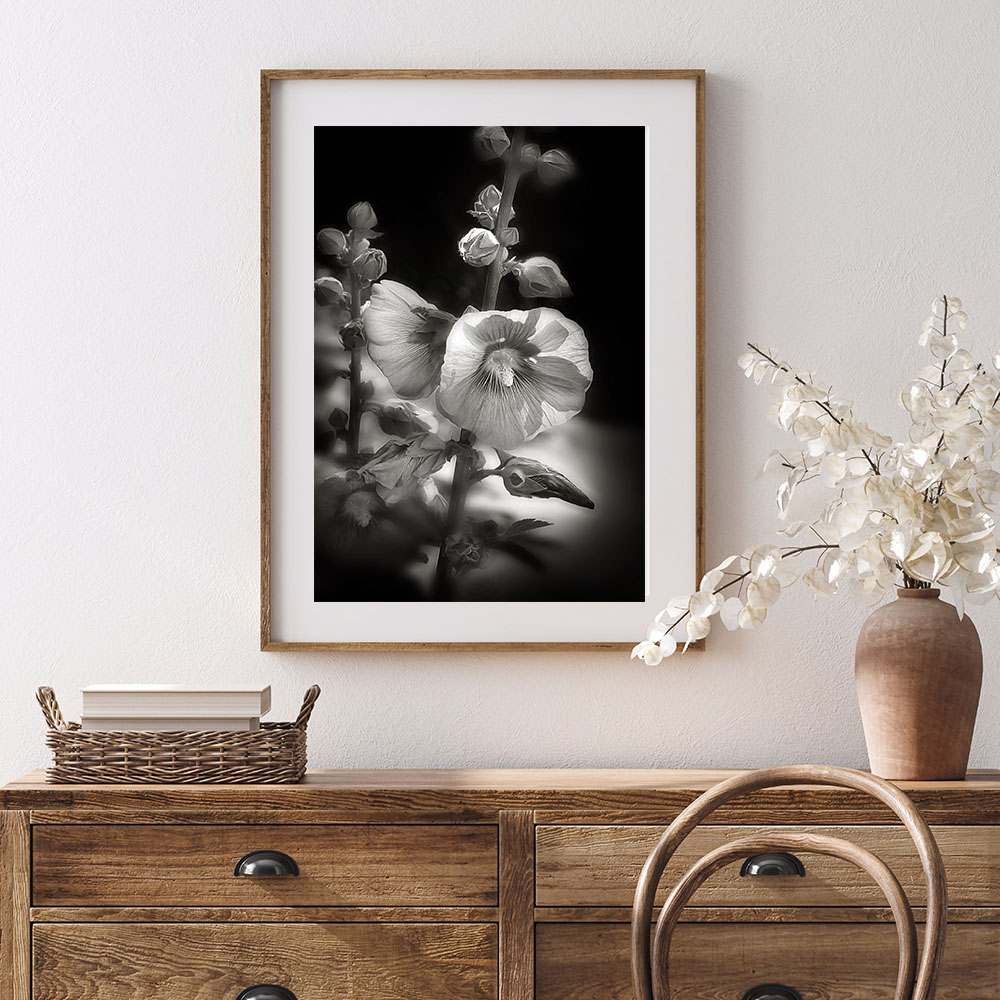 Hollyhock Flower Photography prints