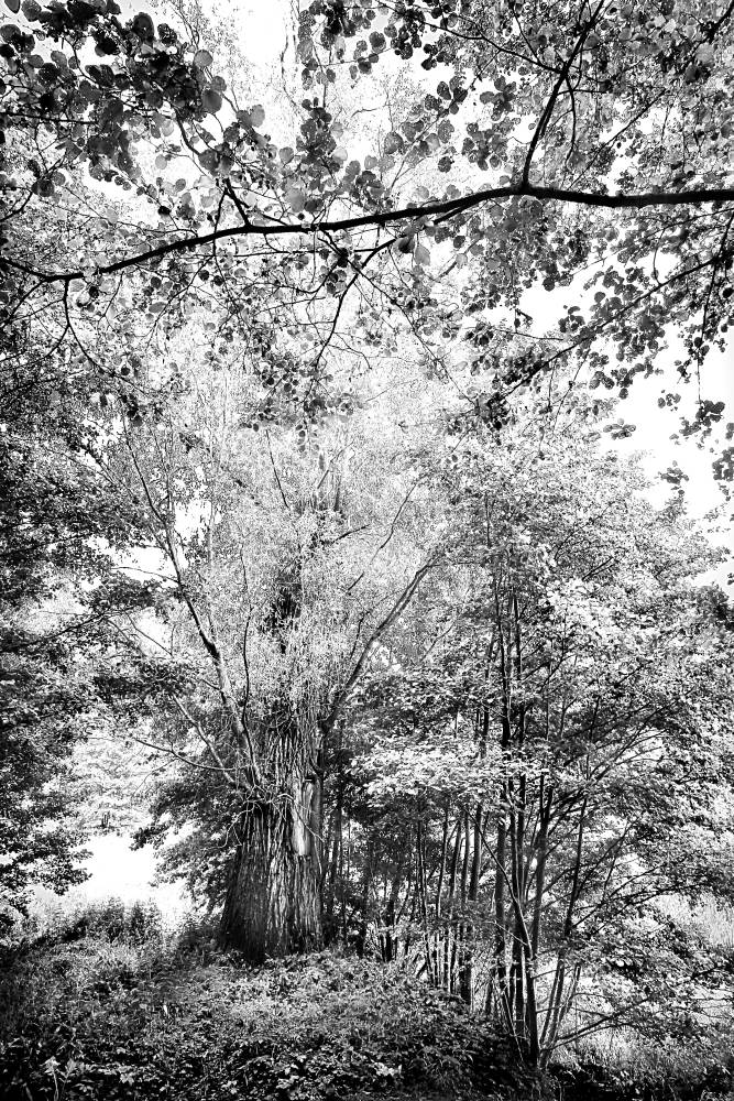 Let-me-Live_Willow-tree-1