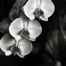 Orchids-Trio-1