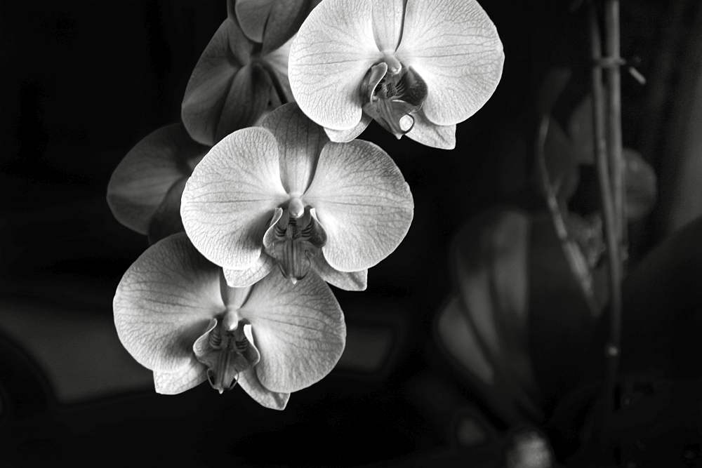 Orchids-Trio-1
