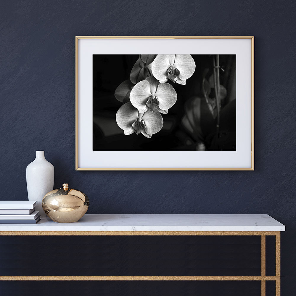 Orchids Trio Flower Photography prints