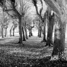 Palace-Garden-path-1