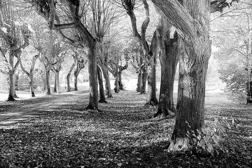 Palace-Garden-path-1