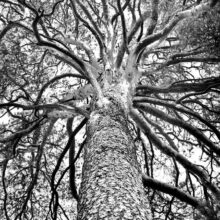 Countless Hands Tree Photo