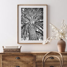 Pine-tree_photography11a