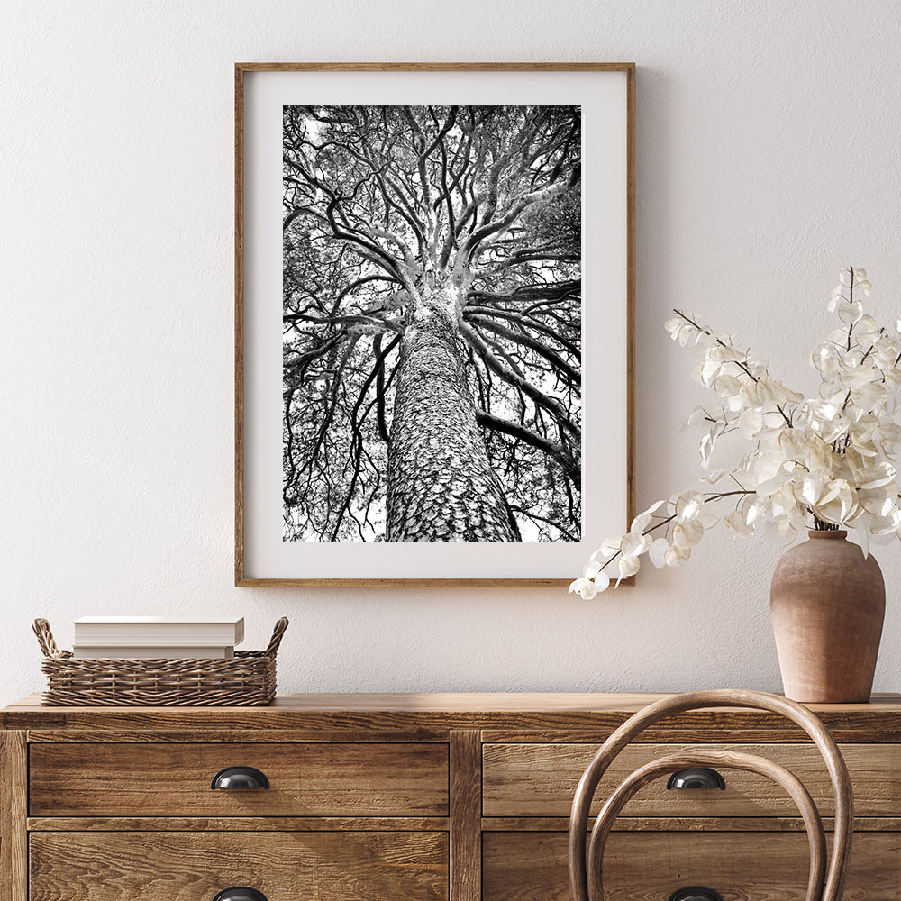 Pine-tree_photography11a