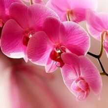 ‘Pink Orchids in Light Close-up’ colour photography