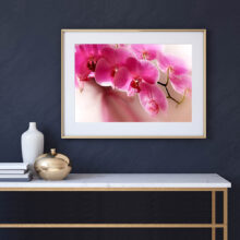 Orchids Trio Flower Photography prints
