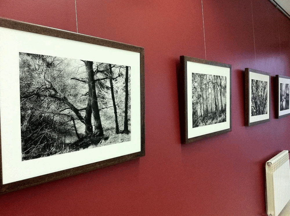 Screenshot 2025-10-01 at 23-24-36 Secret Garden beautiful trees photography prints — Danuta Antas Contemporary landscape artist