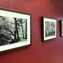 Screenshot 2025-10-01 at 23-24-36 Secret Garden beautiful trees photography prints — Danuta Antas Contemporary landscape artist