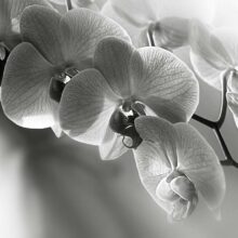 Soft-and-Delicate-Orchids-1