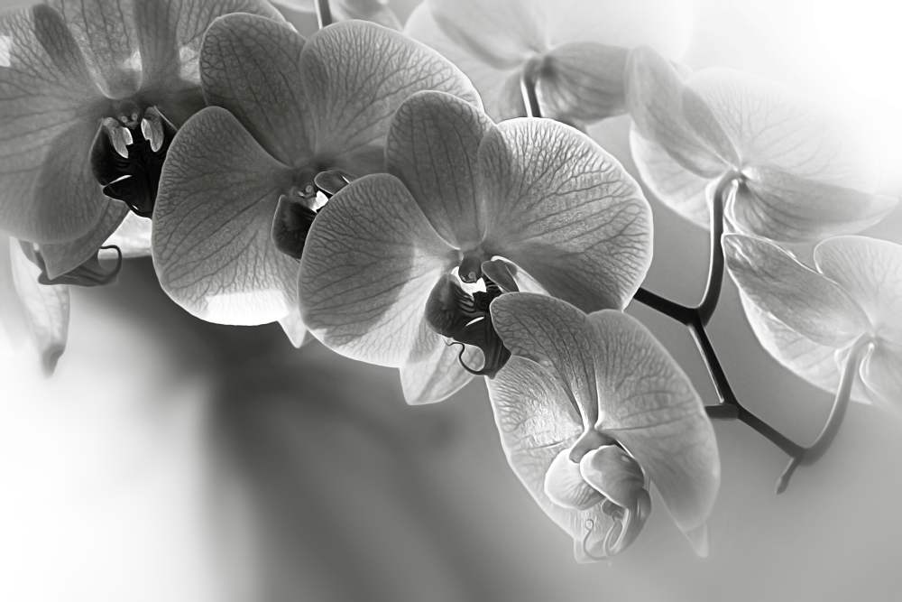 Soft-and-Delicate-Orchids-1