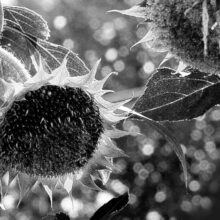 Sunflower-close-up-photo-print-1