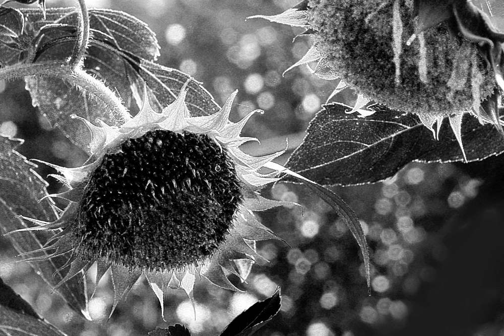 Sunflower-close-up-photo-print-1