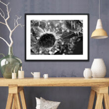 Sunflower-close-up-photo-print-1a