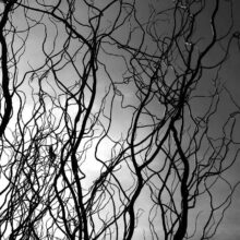 Willow-Tree-Abstract-Photography-1