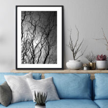 Willow Tree Abstract Photography prints