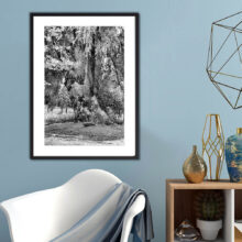 willow-tree-photography-prints-2