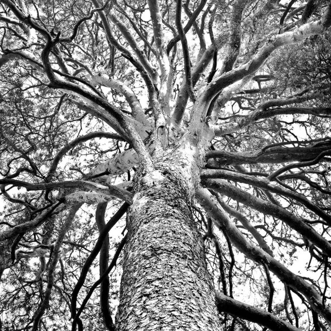 trees photography, black and white images of trees